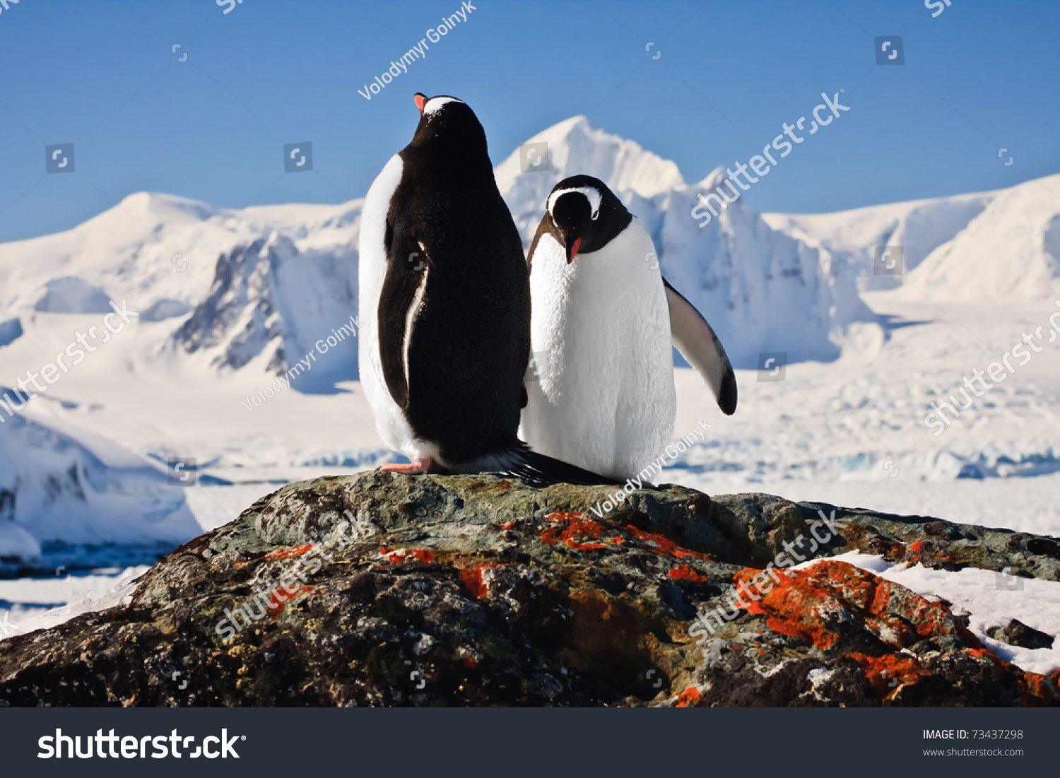 Two Penguins Dreaming Sitting On A Rock, Mountains In The Background ...