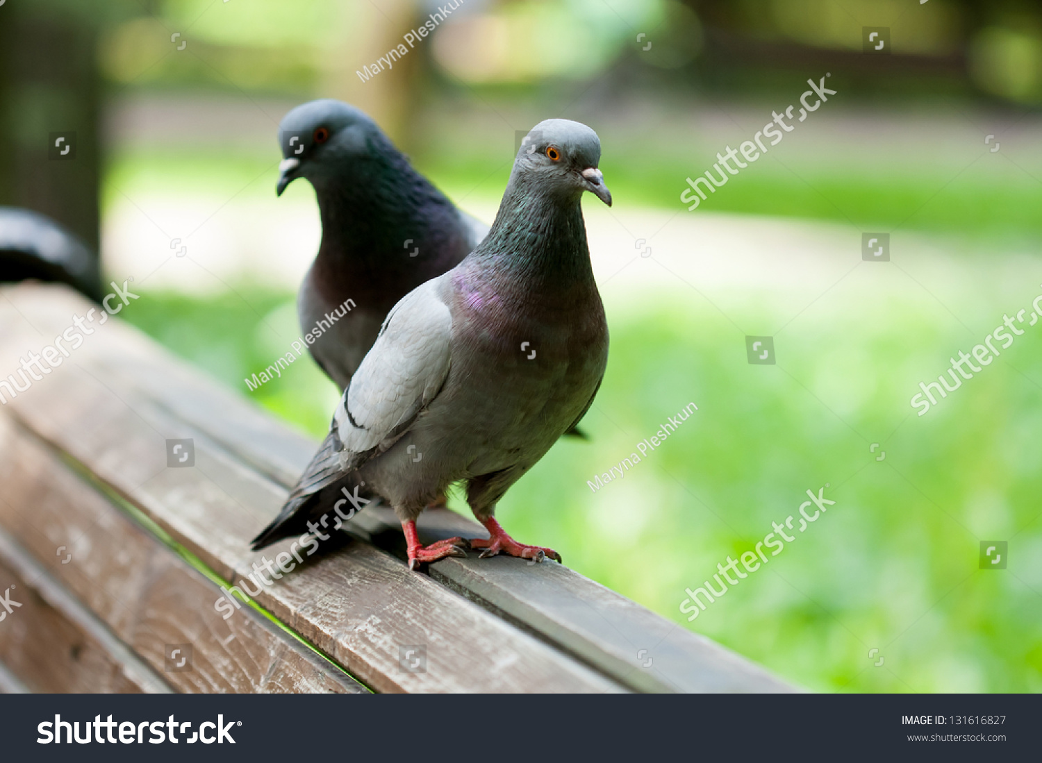 Two Pigeons On A Wooden Bench Stock Photo 131616827 : Shutterstock