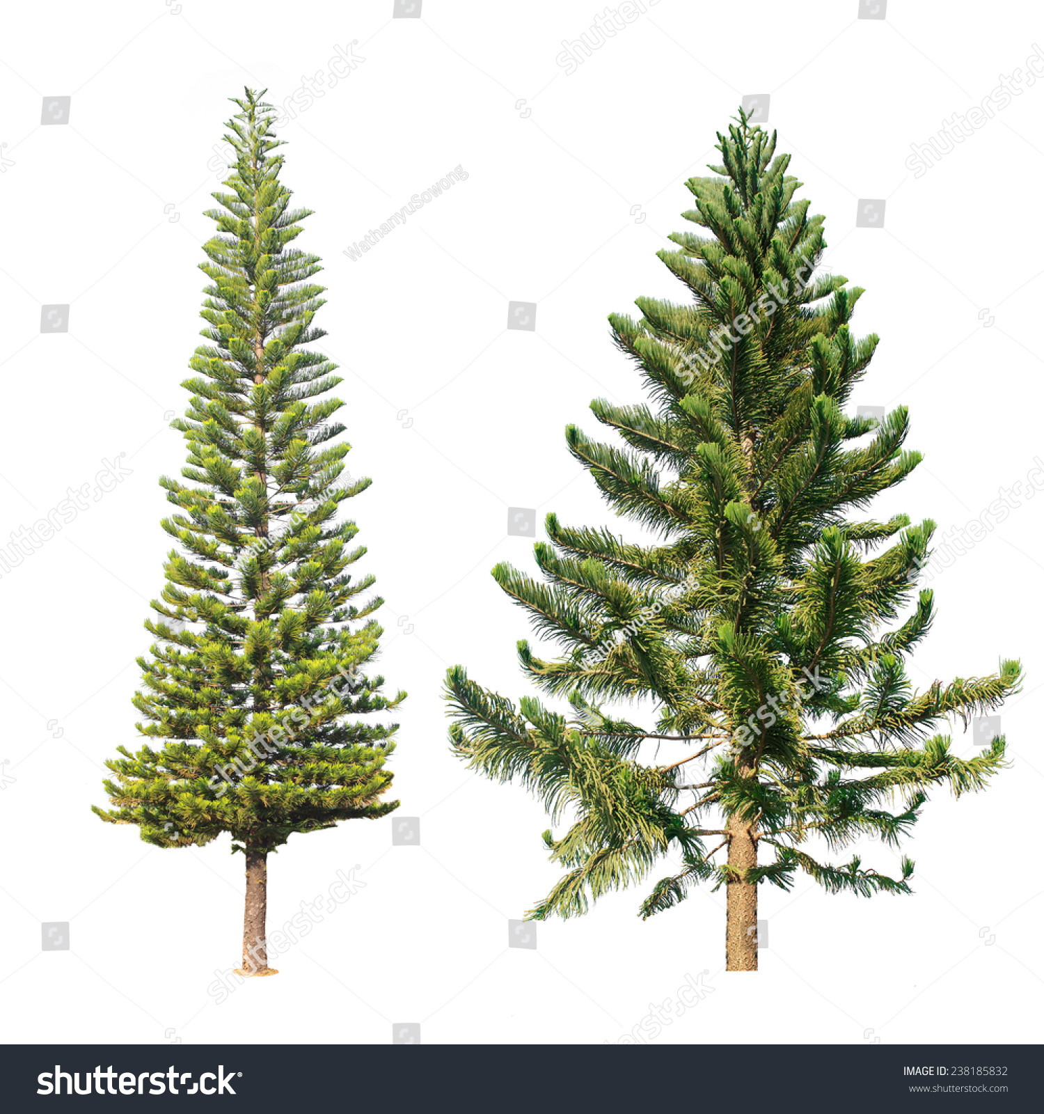 Two Pine Tree Isolated On White Stock Photo (Edit Now) 238185832