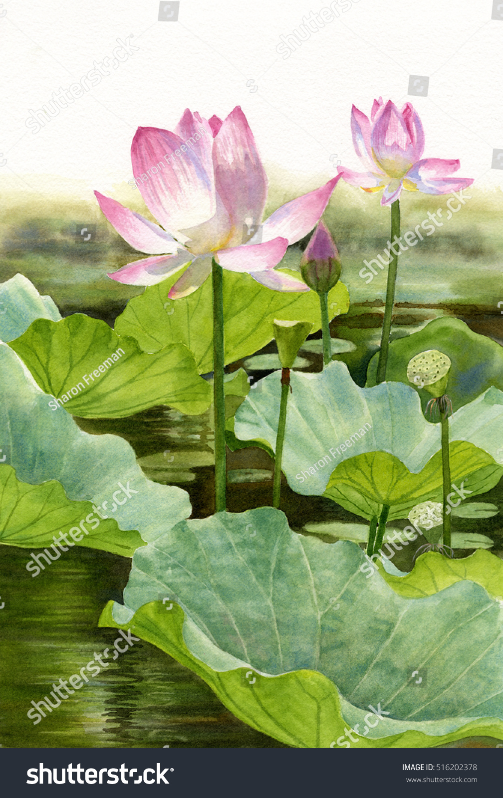 Two Pink Lotus Blossoms Watercolor Illustration Stock Illustration