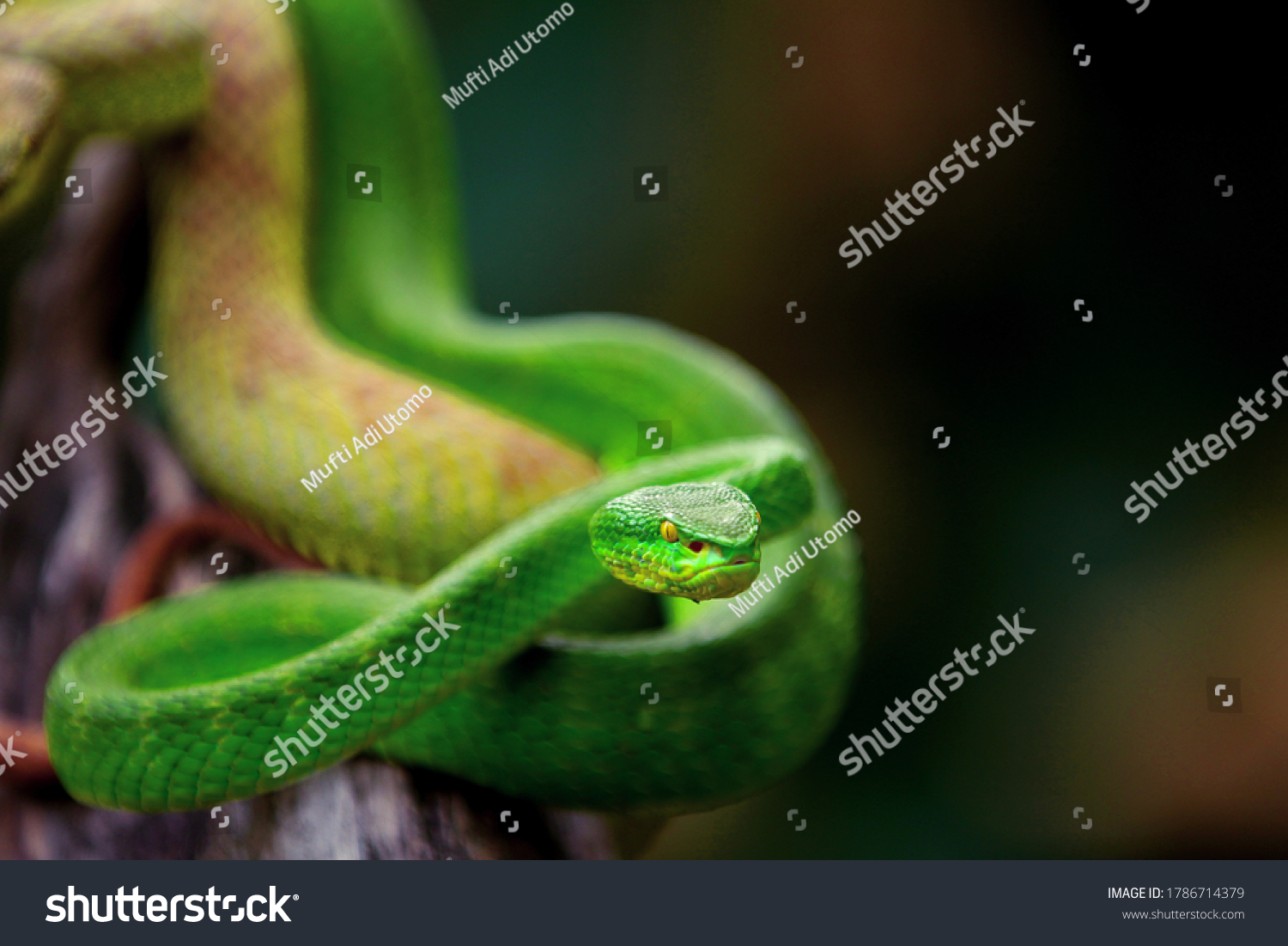 Two Pit Viper Snakes Hanging Tree Stock Photo (edit Now) 1786714379