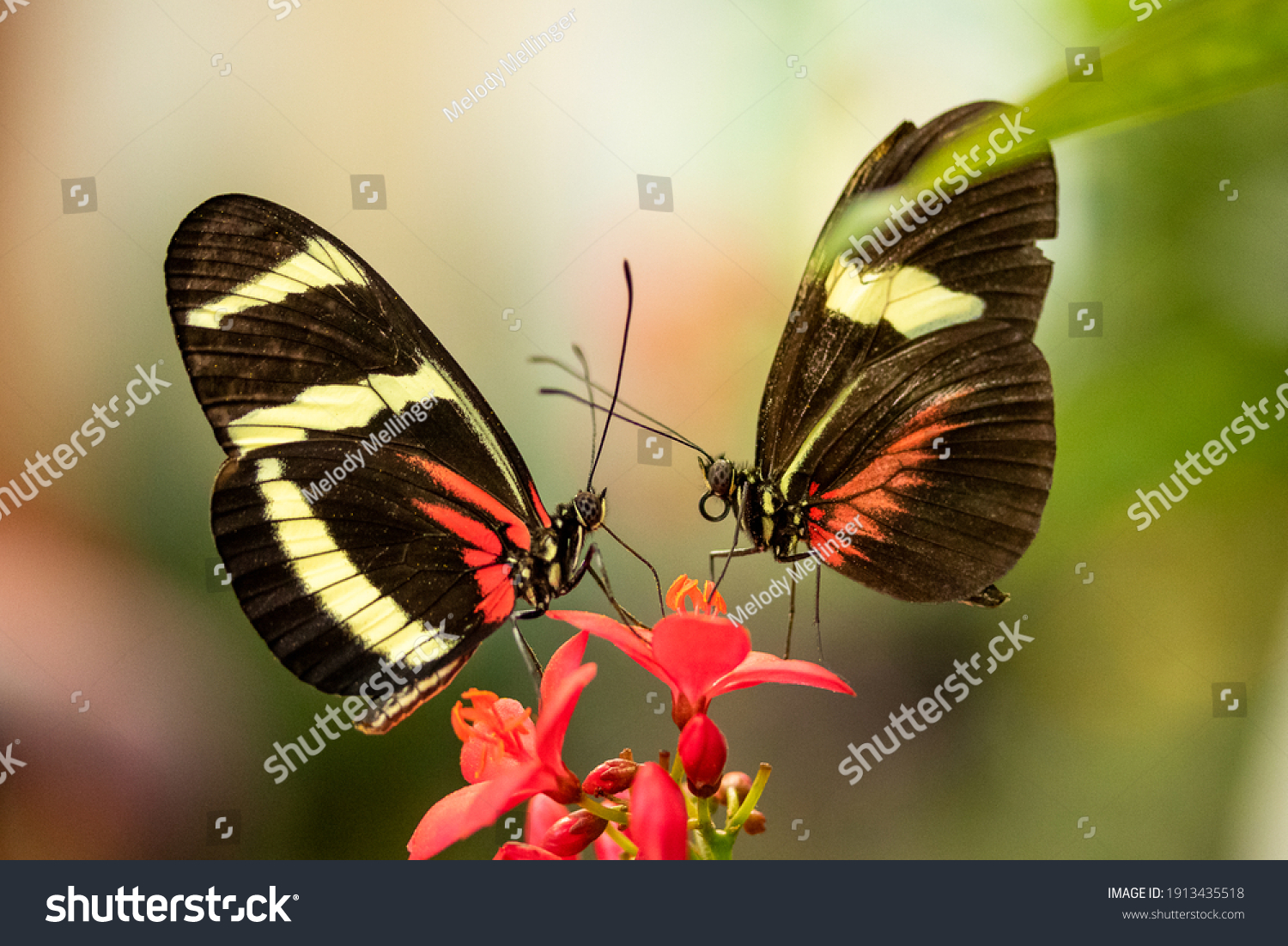 Two Postman Longwing Butterflies Face Each Stock Photo 1913435518 ...