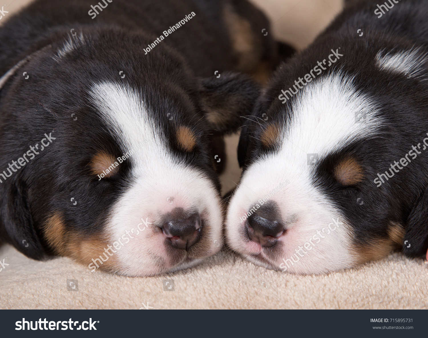 Two Puppies Breed Greater Swiss Mountain Animals Wildlife Stock Image 715895731