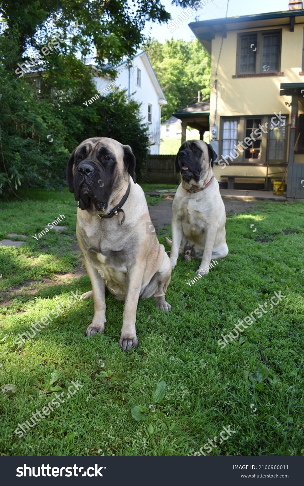 Two Purebred English Mastiffs Male Female Stock Photo 2166960011