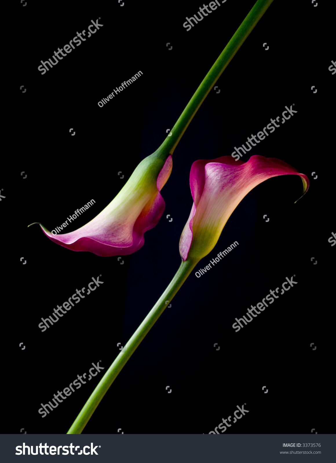 Two Purple Calla Lilies, Black Background Stock Photo 3373576 ...