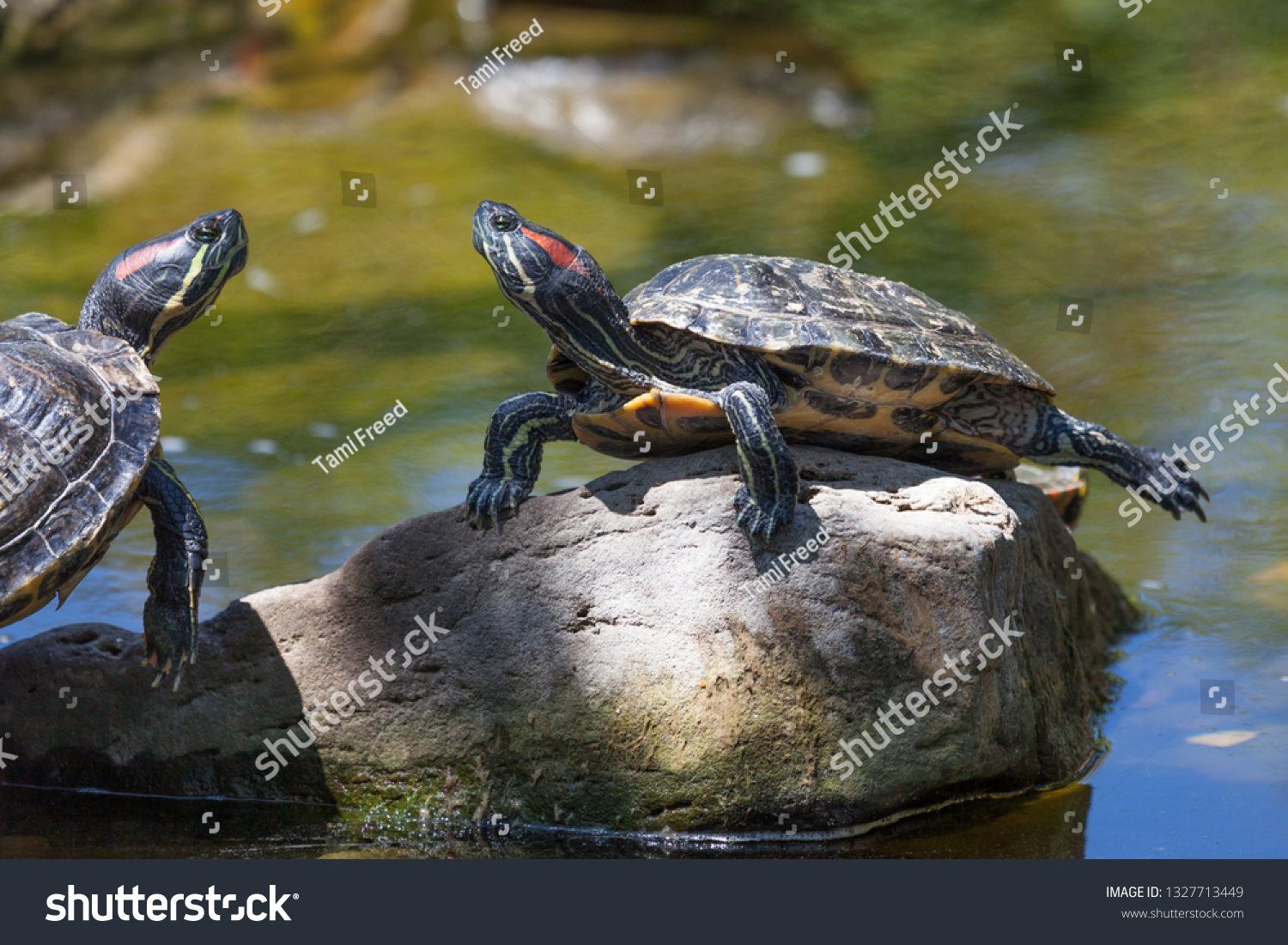 3,903 Red eared terrapin Images, Stock Photos & Vectors | Shutterstock