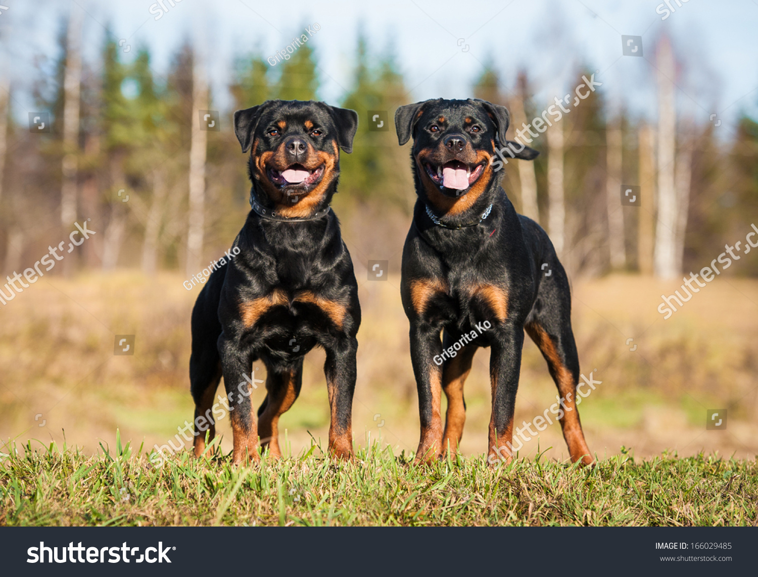 Two Rottweilers Standing On Hill Stock Photo 166029485 - Shutterstock