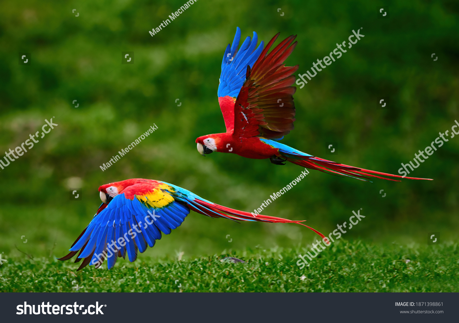 5,583 Two macaw parrots Images, Stock Photos & Vectors | Shutterstock