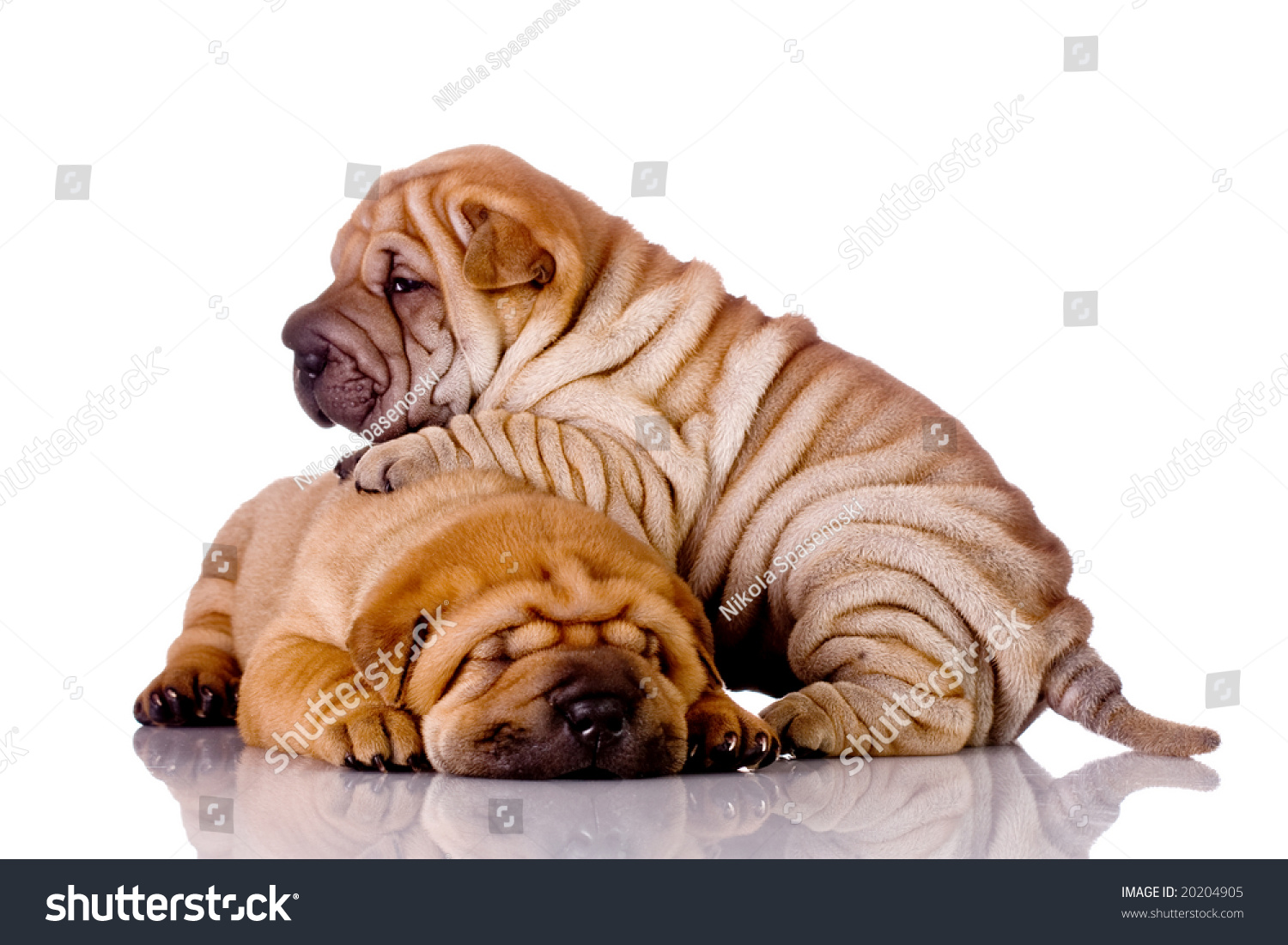 Two Shar Pei Baby Dogs, Almost One Month Old Stock Photo 20204905 ...