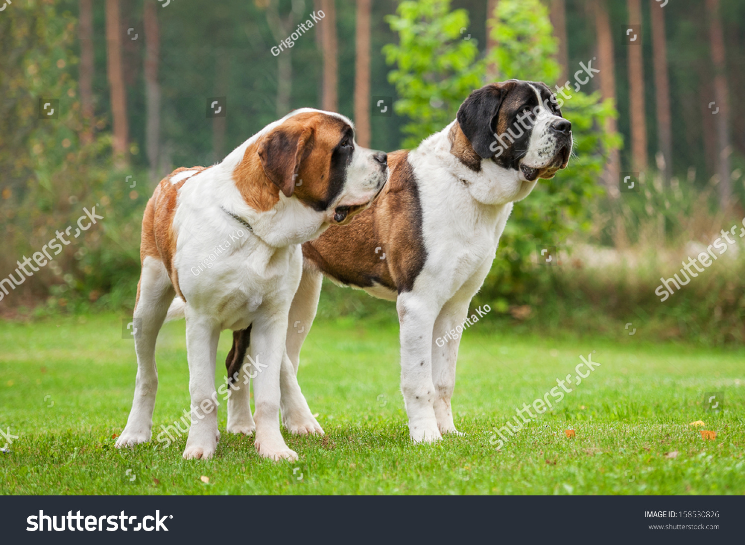 Two Shorthaired Saint Bernard Dogs Standing Stock Photo 158530826
