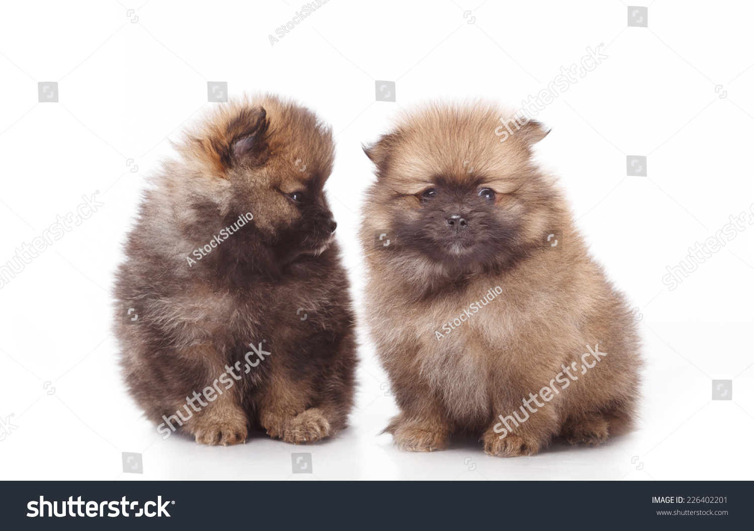 Two Small Puppies On White Background Stock Photo 226402201