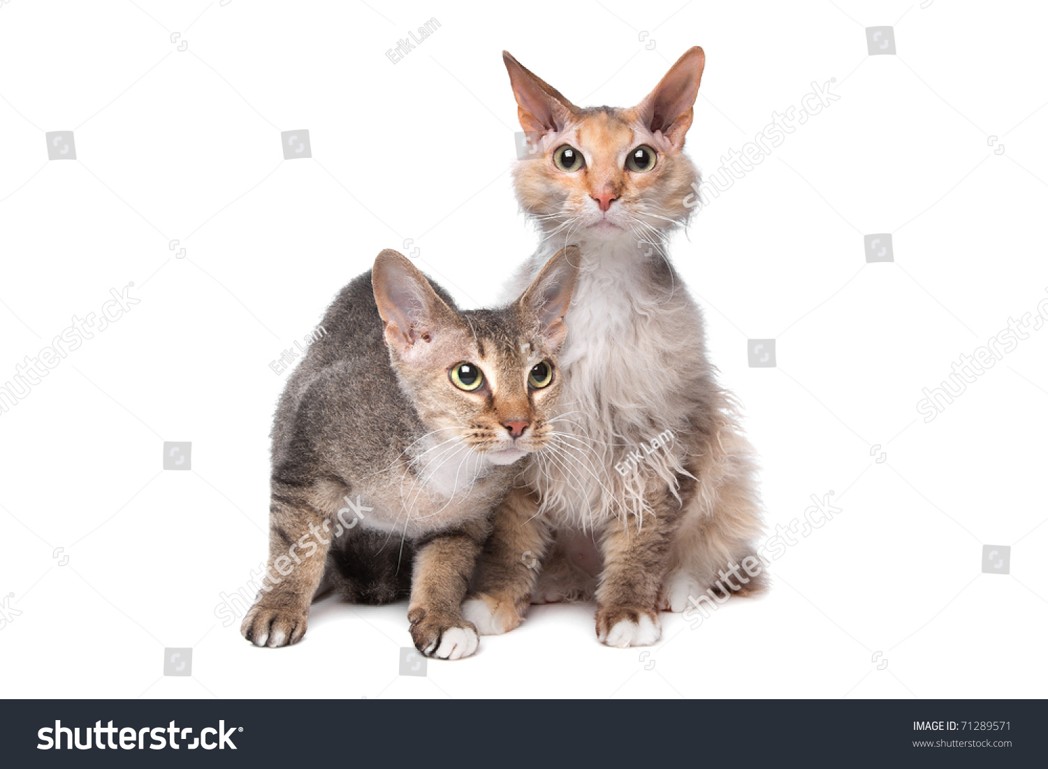 Two Sphynx Cat Hair Stock Photo 71289571 - Shutterstock