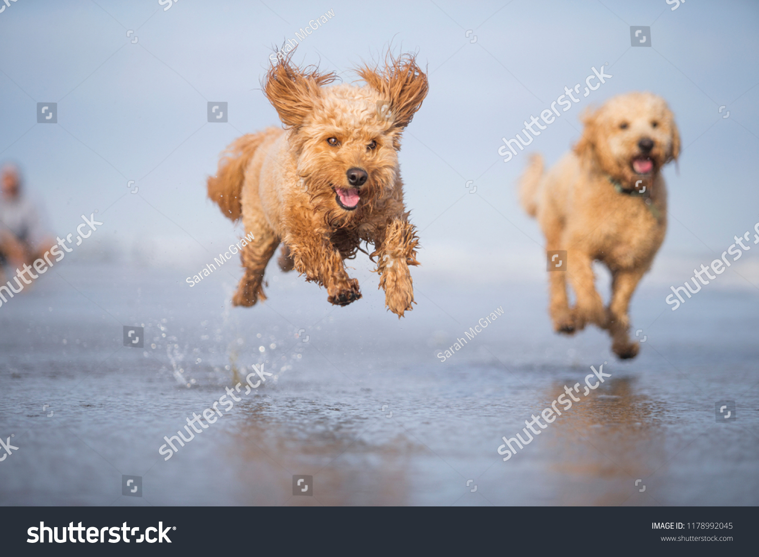 running with goldendoodle