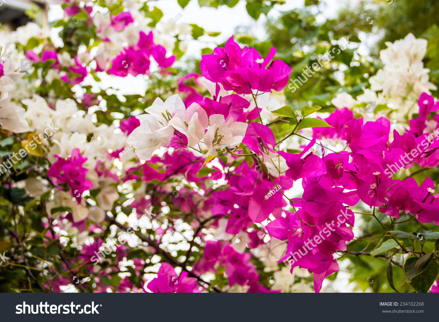 Two Tone Pink And White Blooming Bougainvilleas Stock Photo 234102268 ...