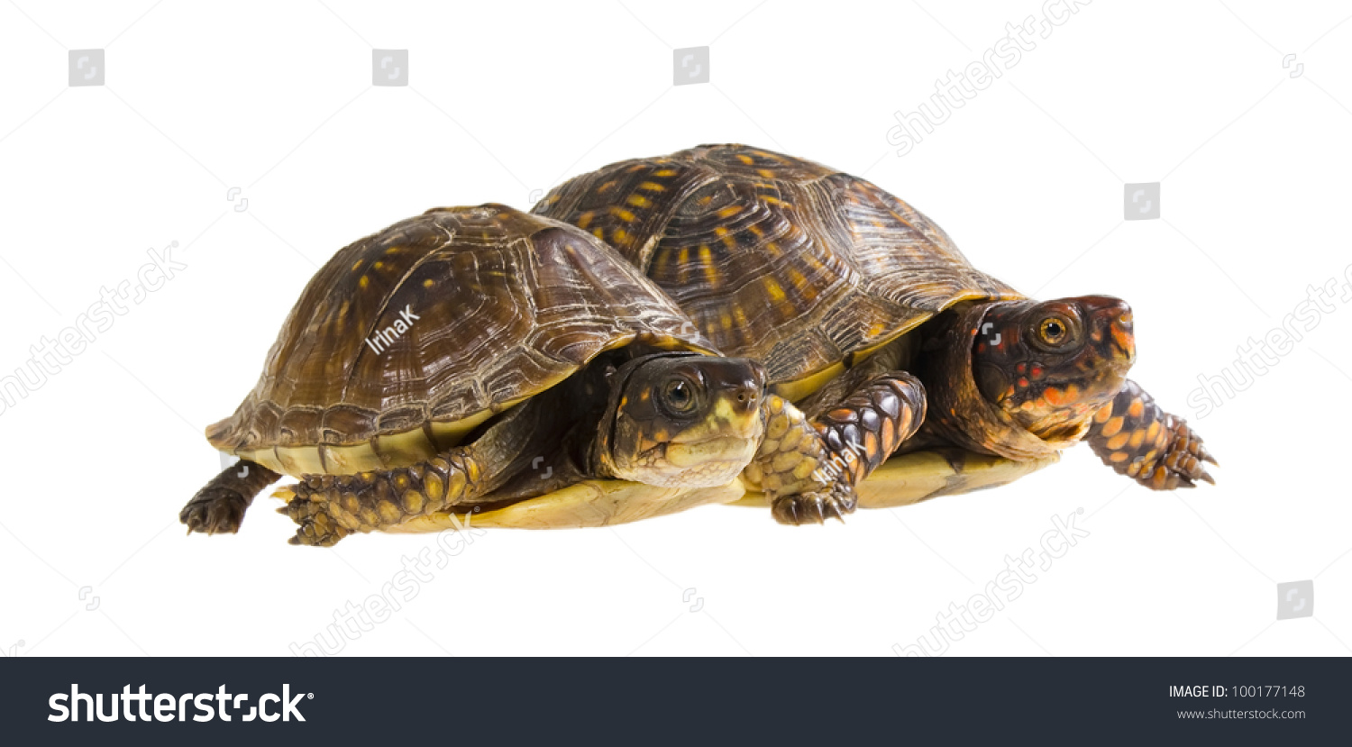 Two Turtles At The Start. Male And Female Three-Toed Box Turtle ...