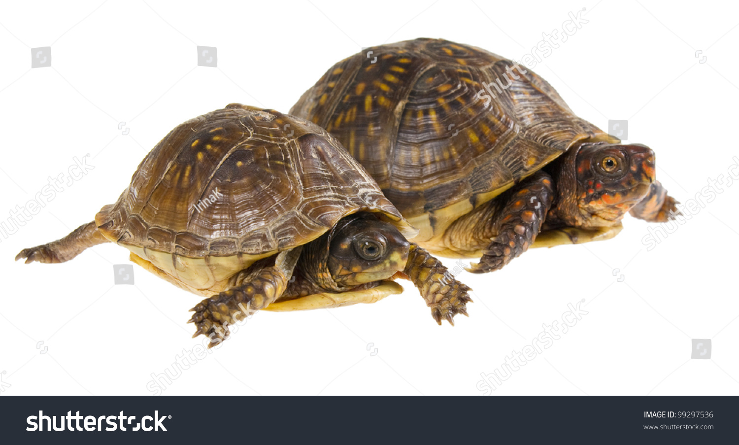 Two Turtles At The Start. Male And Female Three-Toed Box Turtle ...