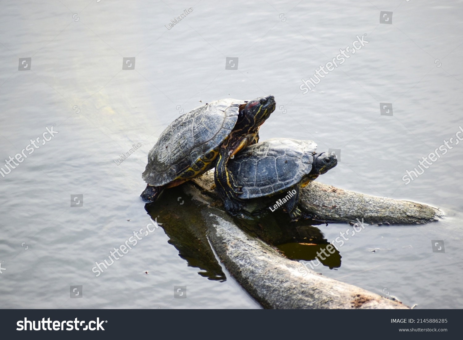 Two Turtles Sit On Log Pond Stock Photo 2145886285 | Shutterstock