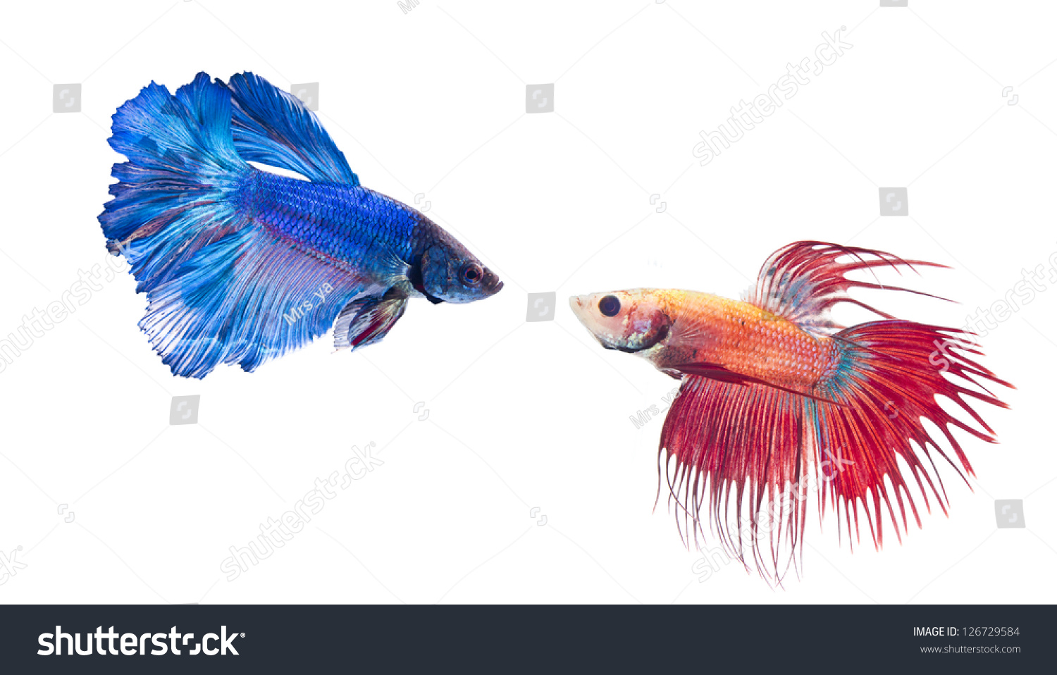 two-types-fighting-fish-stock-photo-126729584-shutterstock