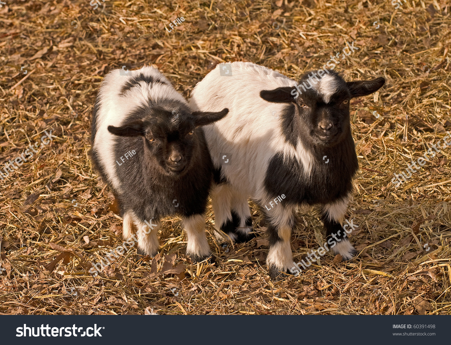 fainting goats for sale australia