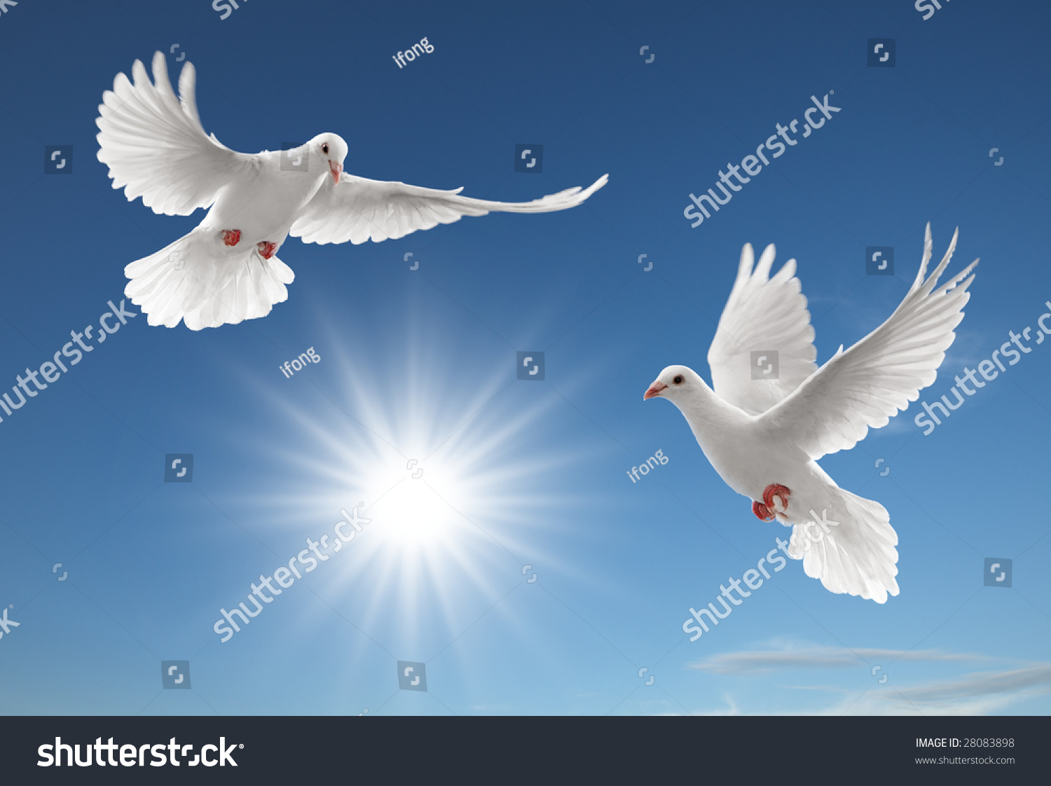 Two White Doves Flying On Clear Blue Sky Stock Photo 28083898 ...