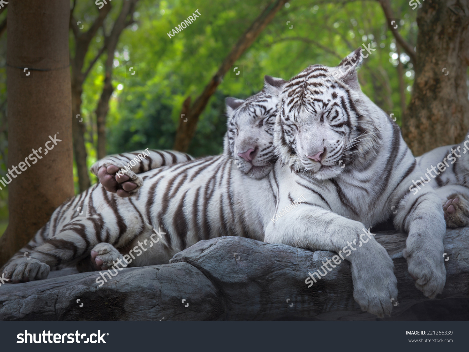 Two White Tiger Sleep On The Rock At Forest Stock Photo 221266339 ...