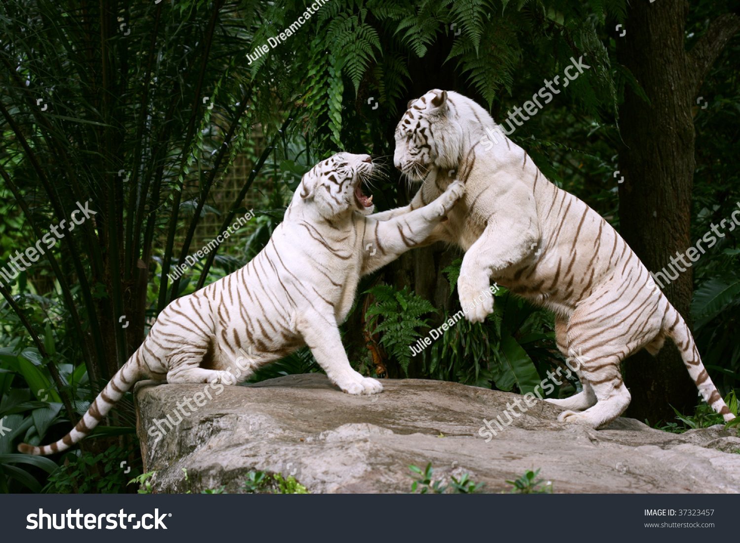 Two White Tigers Fight Stock Photo 37323457 - Shutterstock