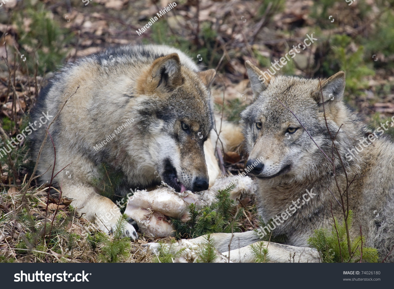 Two Wild Wolves Are Eating Stock Photo 74026180 : Shutterstock