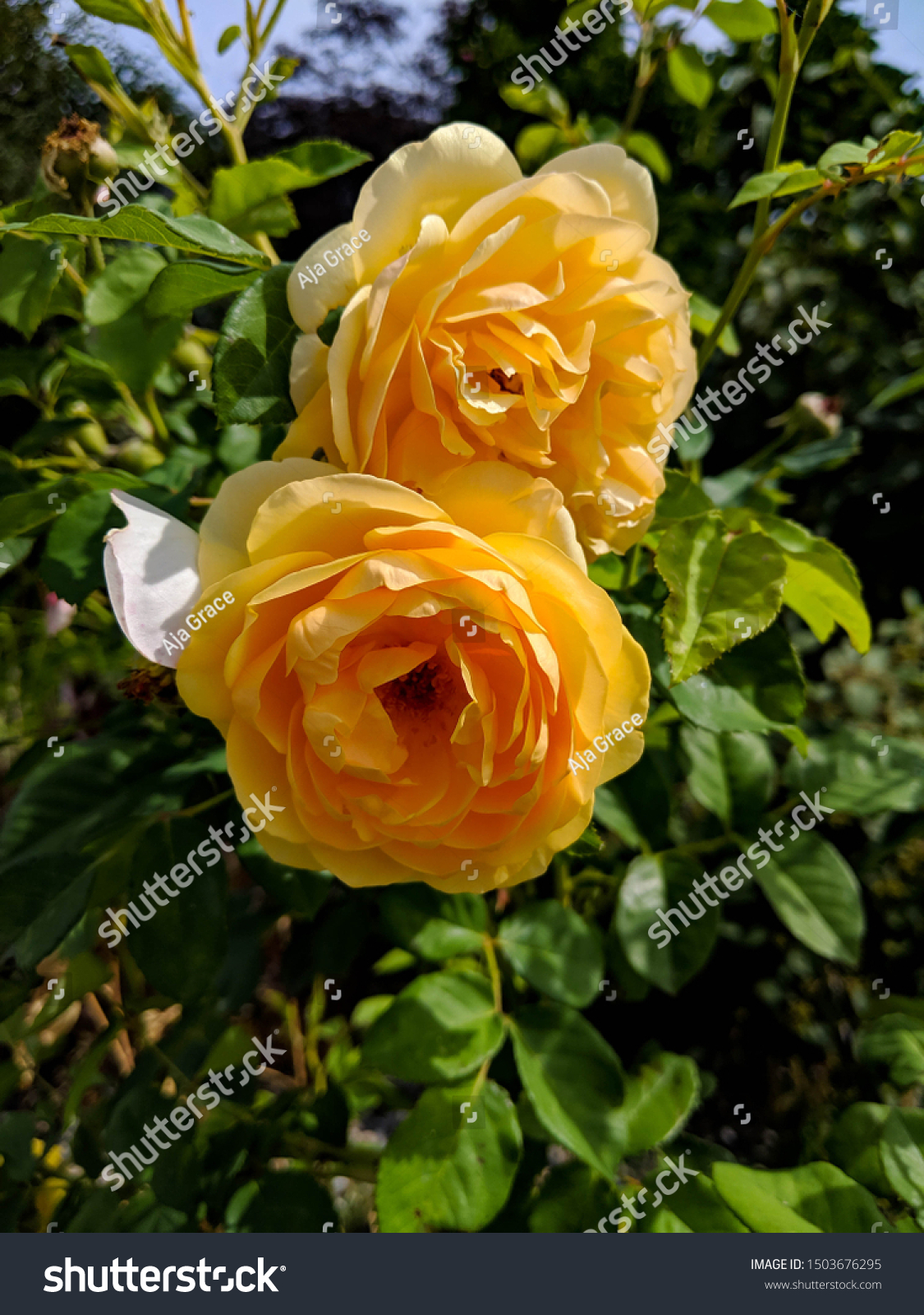 Two Yellow Roses Bloom Kelowna Okanagan Nature Stock Image 1503676295