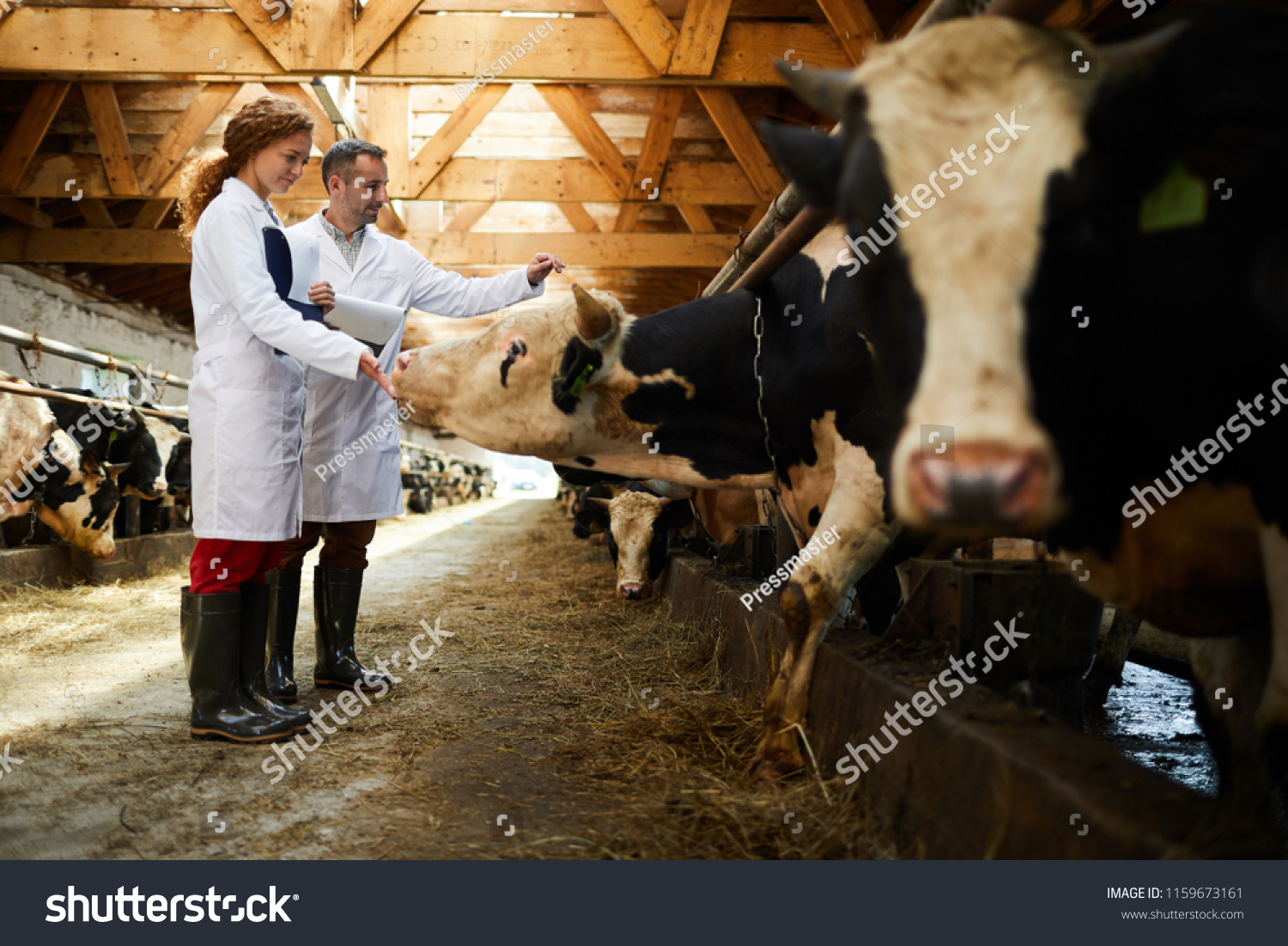 Young Farmer Milking Cows