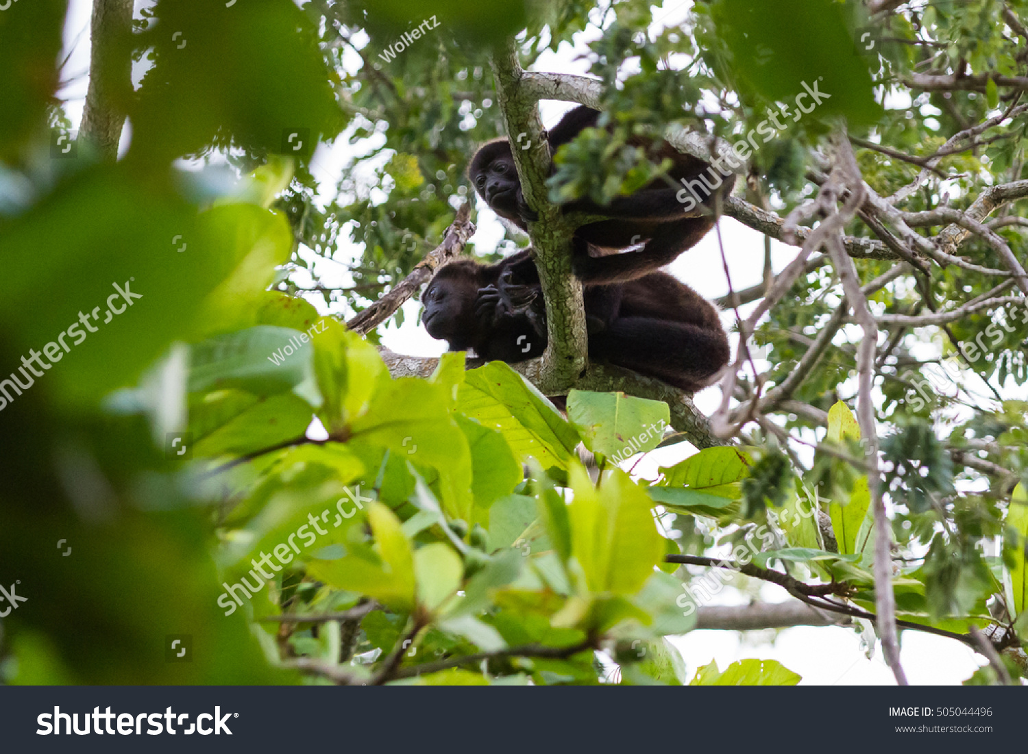 Two Young Howler Monkeys Tall Tree Stock Photo (Edit Now) 505044496