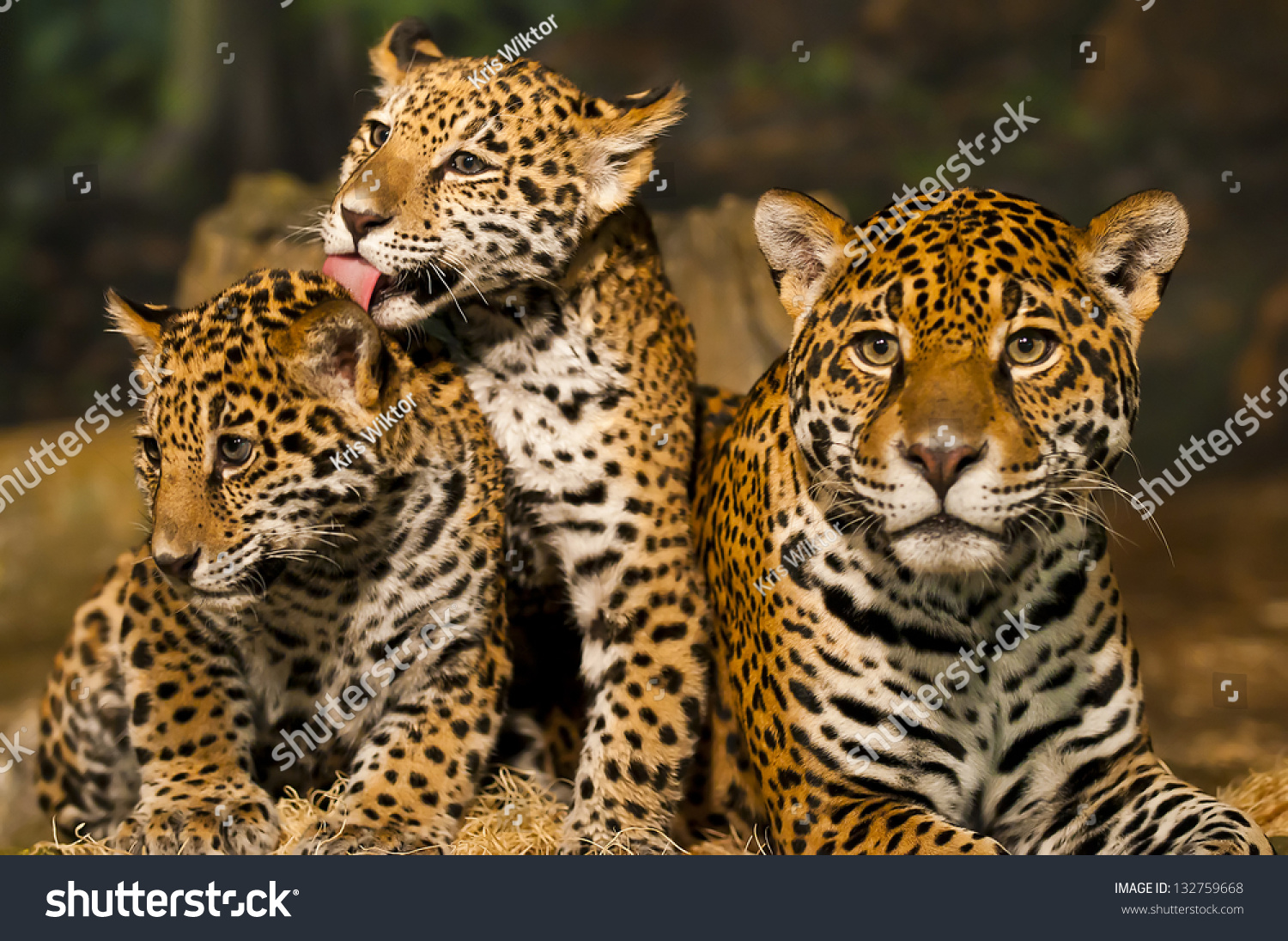 Two Young Jaguar Cubs Their Mother Stock Photo 132759668 - Shutterstock