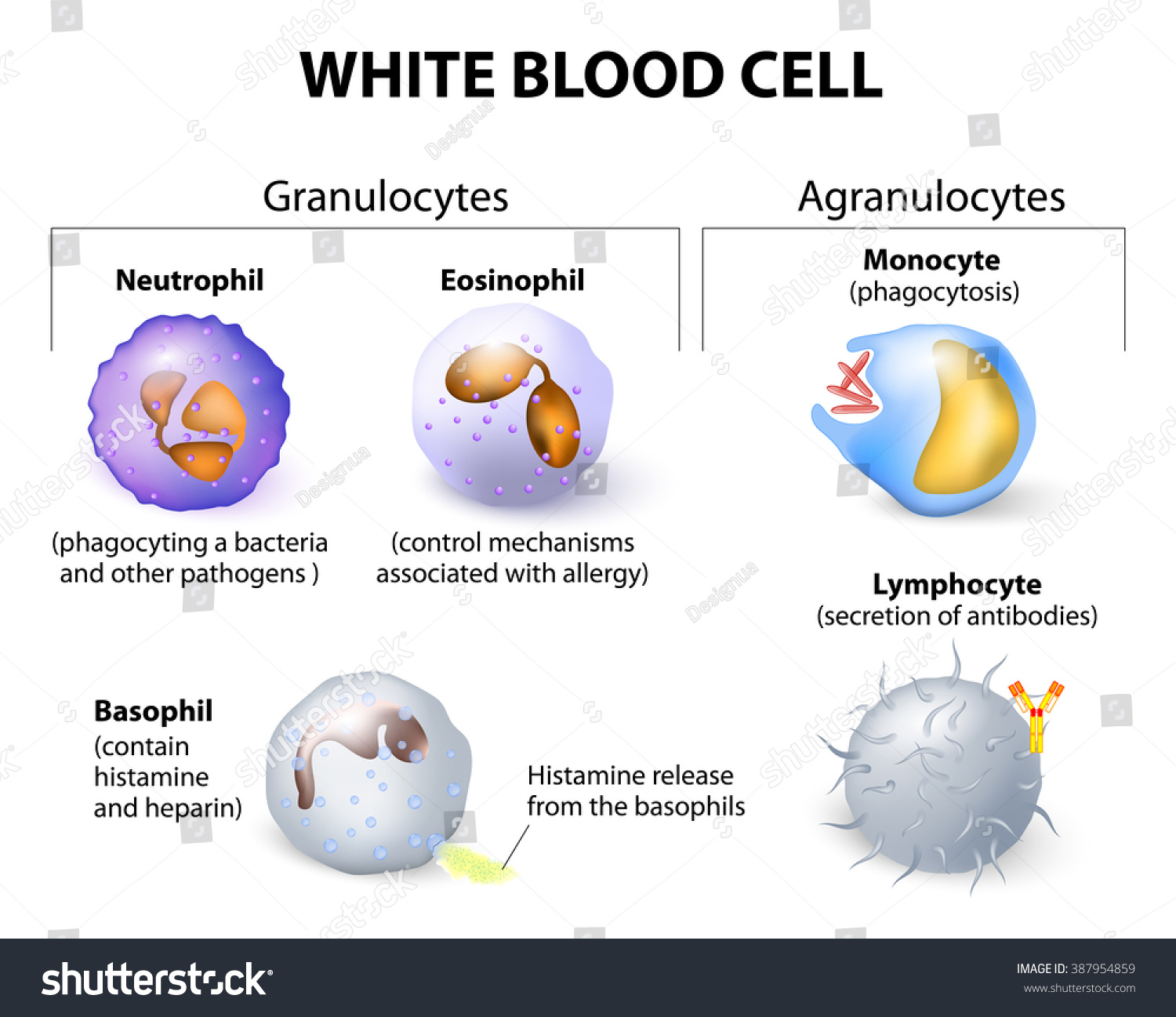 Types White Blood Cells Infographics Leukocytes Stock Illustration ...