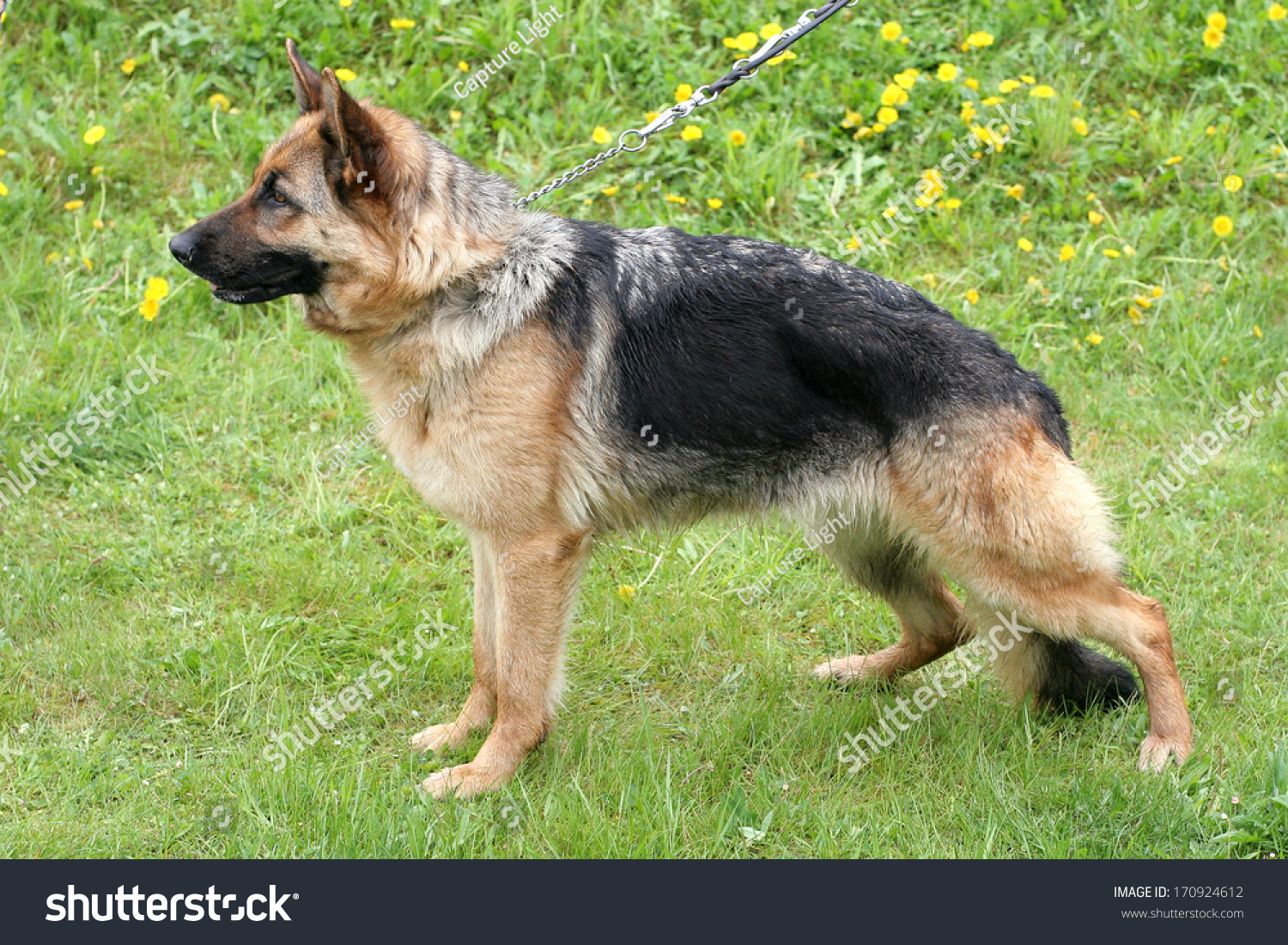 Typical German Shepherd Dog Shorthaired Animals Wildlife Stock