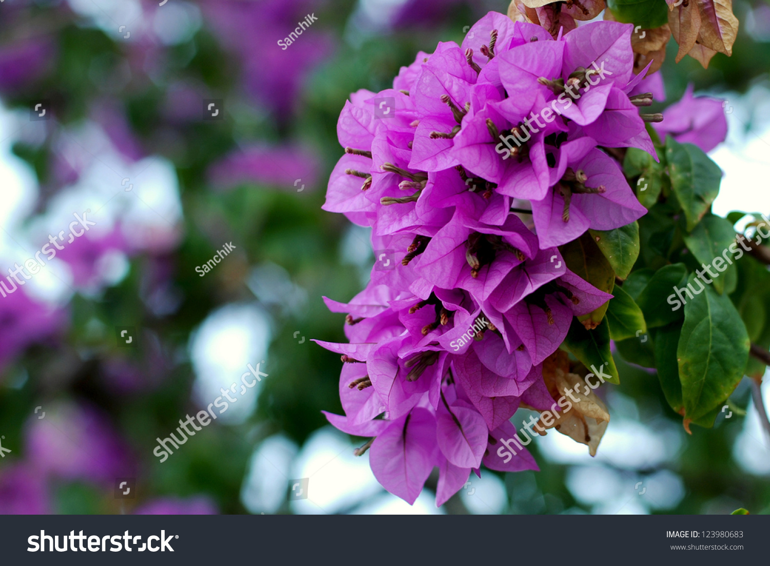 1 Background beautiful blossom bougainvillaea bougainvillea bougai ...