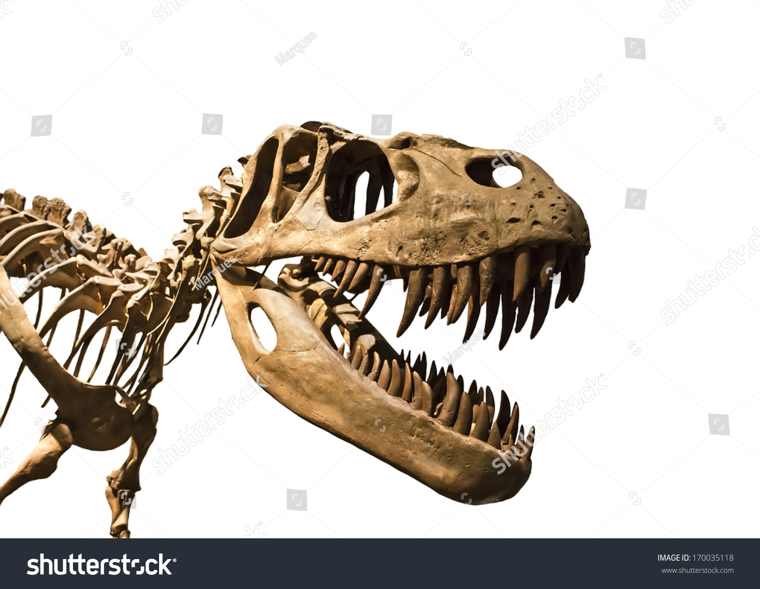skeleton of a tyrannosaurus rex