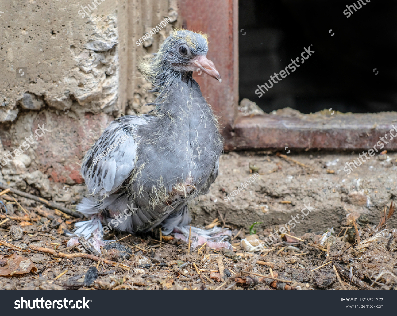 Ugly Baby Pigeon Feathers Stock Photo Edit Now