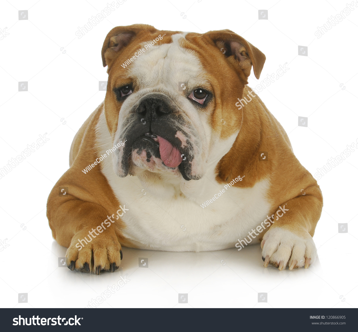 Ugly Dog English Bulldog Tongue Sticking Stock Photo