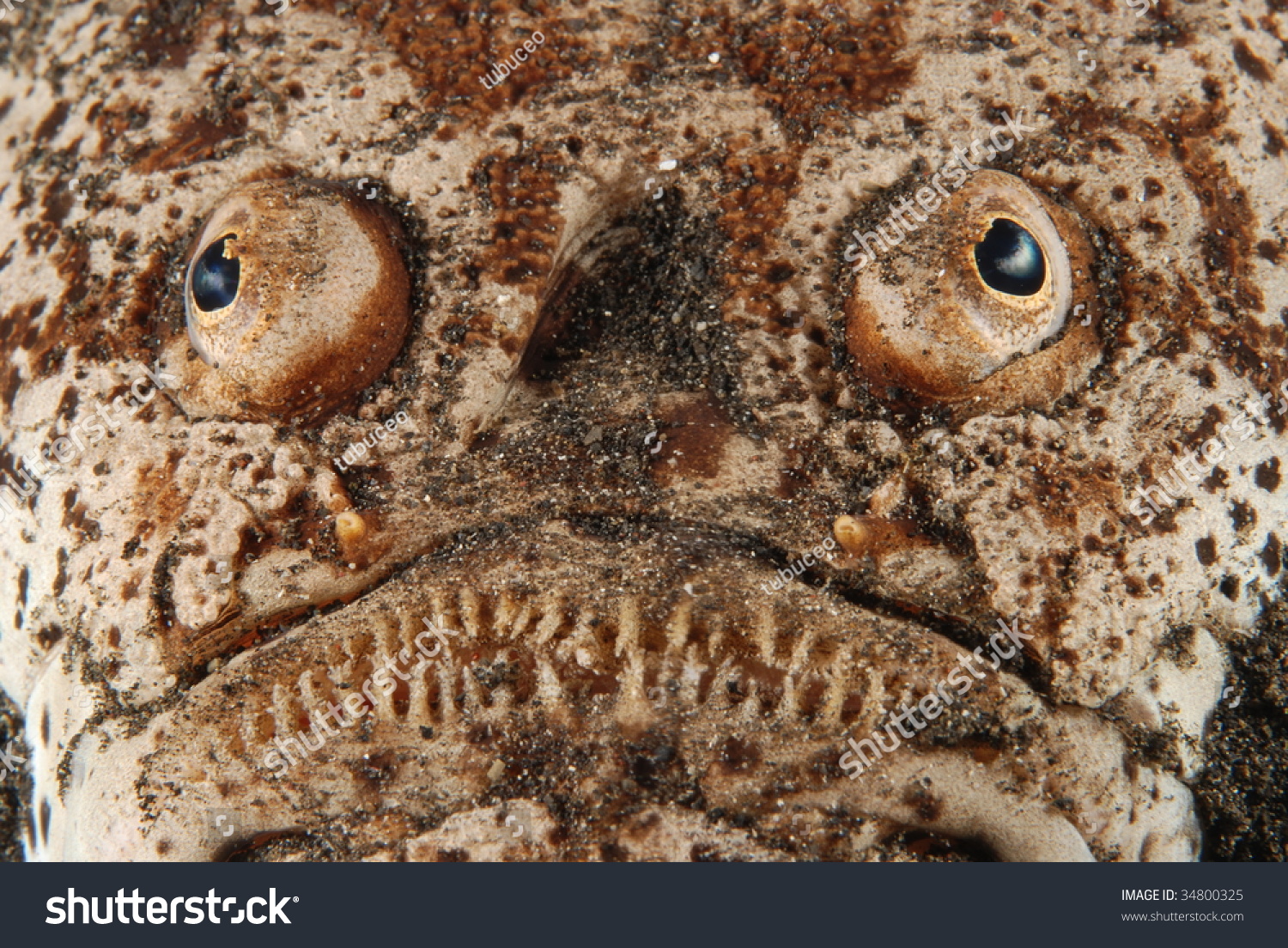 Ugly Fish Stock Photo 34800325 : Shutterstock