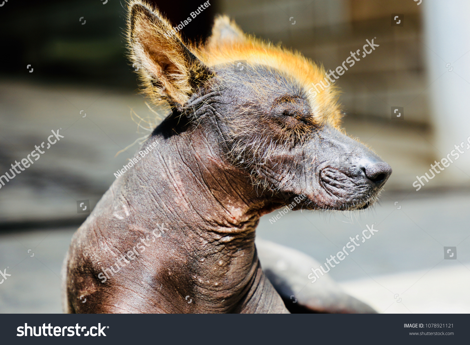 Ugly Mangey Dog Orange Hair Sleeping Animals Wildlife Stock Image
