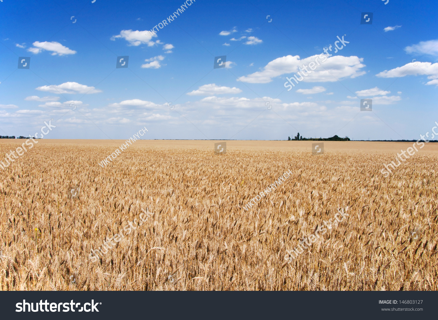 Ukrainian Plains, Fields With By Growing Plants, Sunflowers, Grass ...