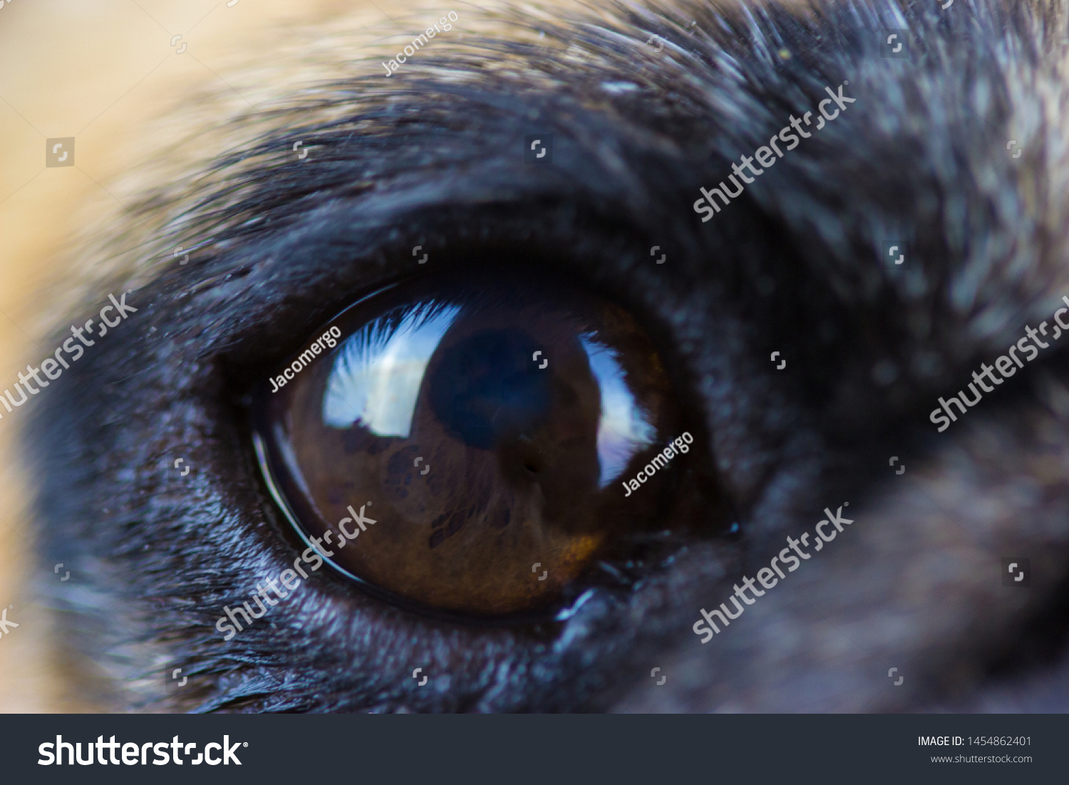 Ultra Close Eye Pug Dog Breed Stock Photo Edit Now 1454862401