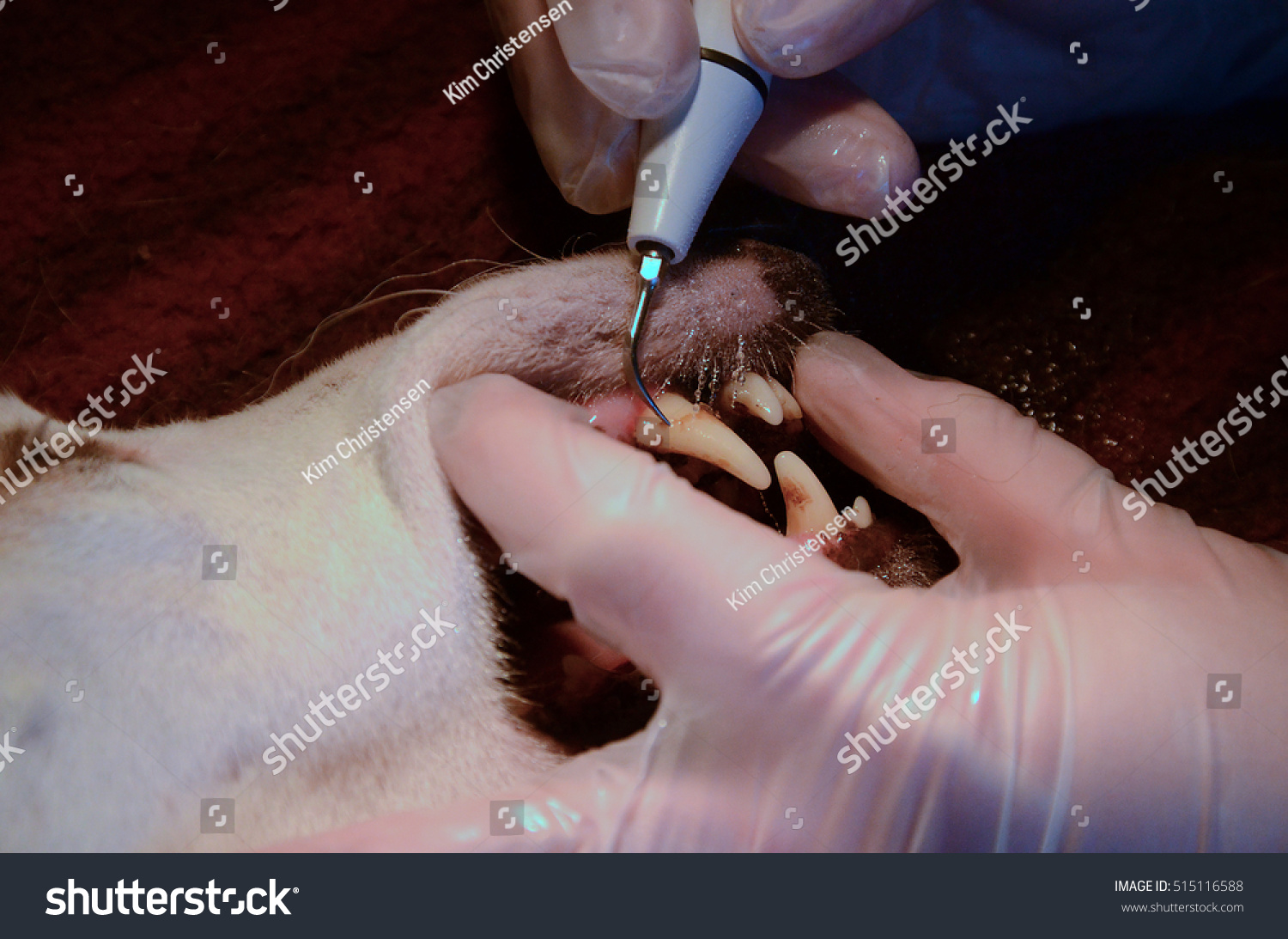 Ultrasonic Cleaning Of A Dog'S Teeth. Stock Photo 515116588 : Shutterstock