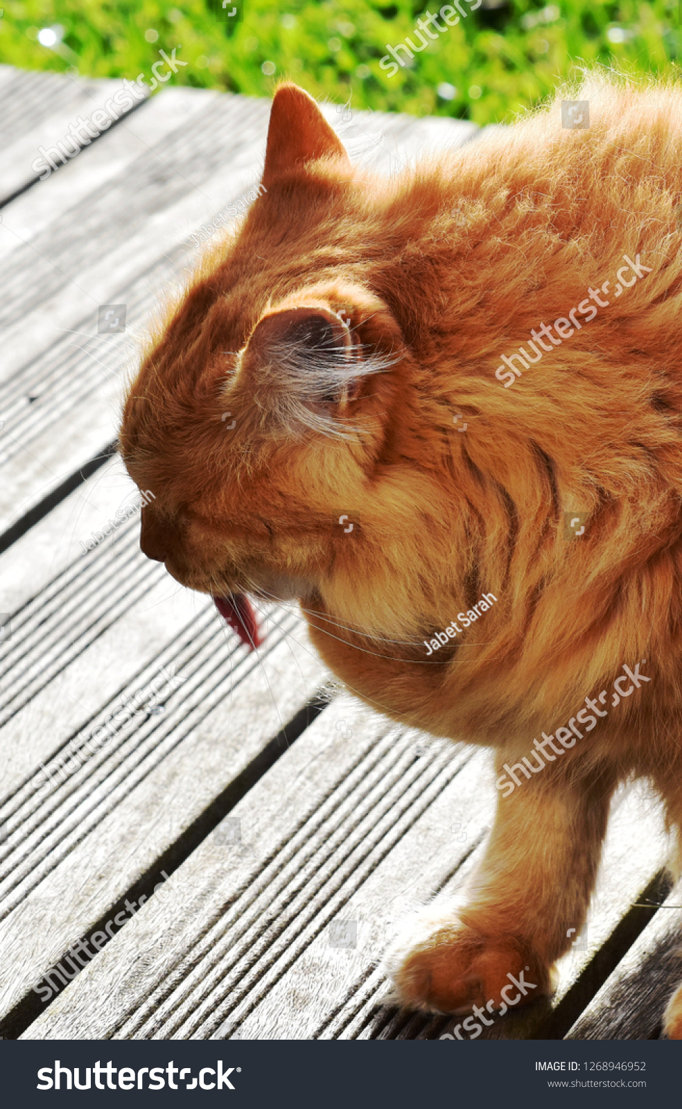 Un Chat Roux En France Bordeaux Stock Photo Edit Now