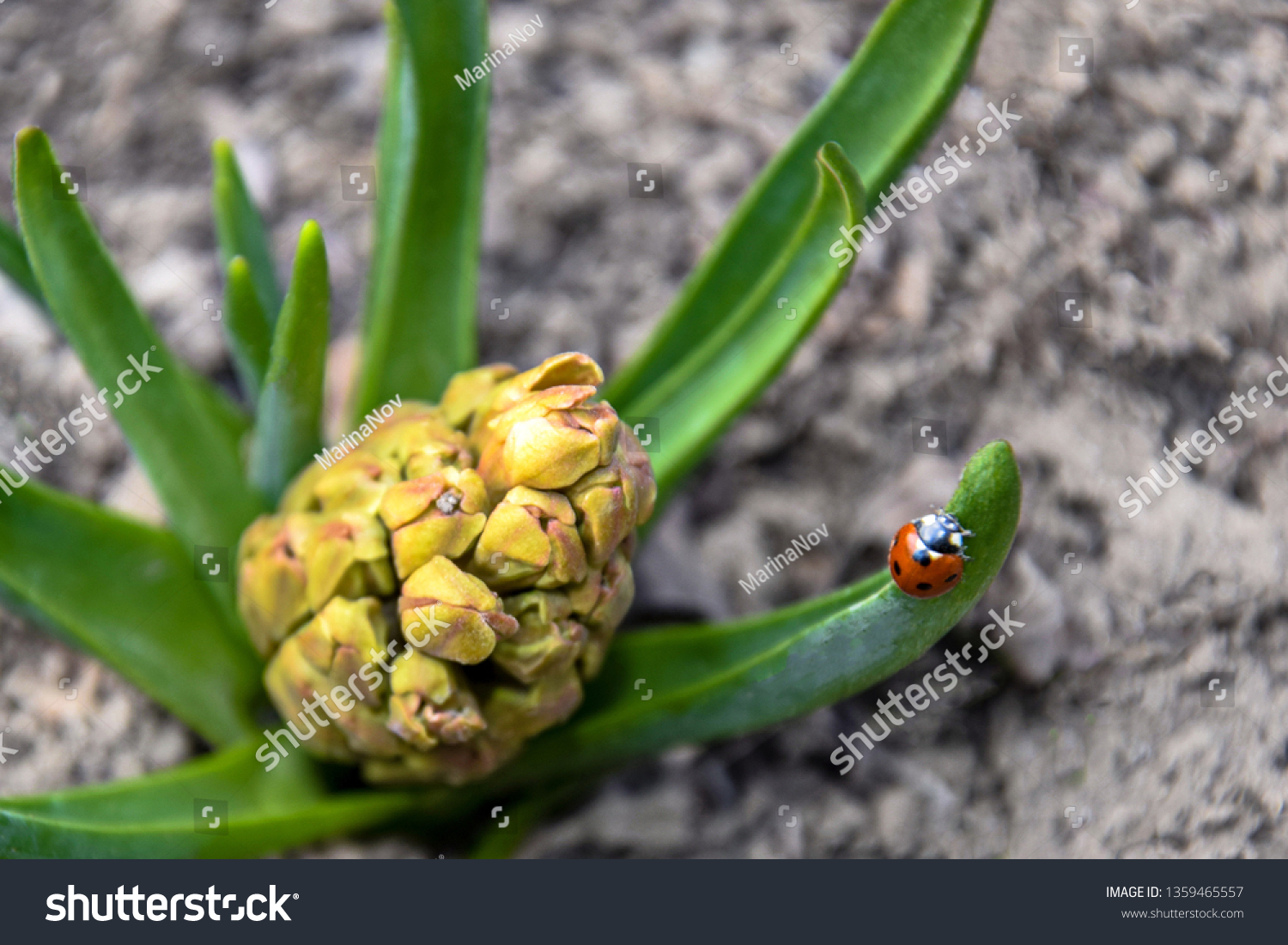 Unblown Bud Hyacinth Spring Garden On Stock Photo Edit Now