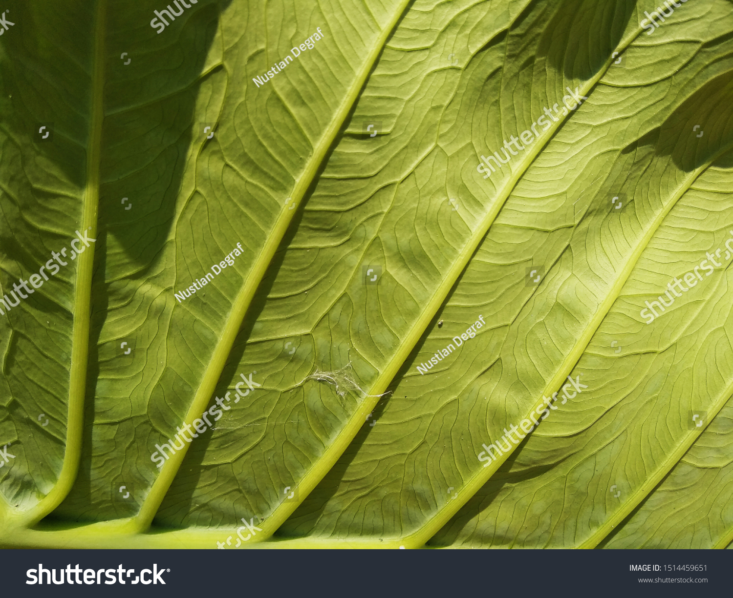 Underside Taro Leaves Fresh Light Green Stock Photo Edit Now