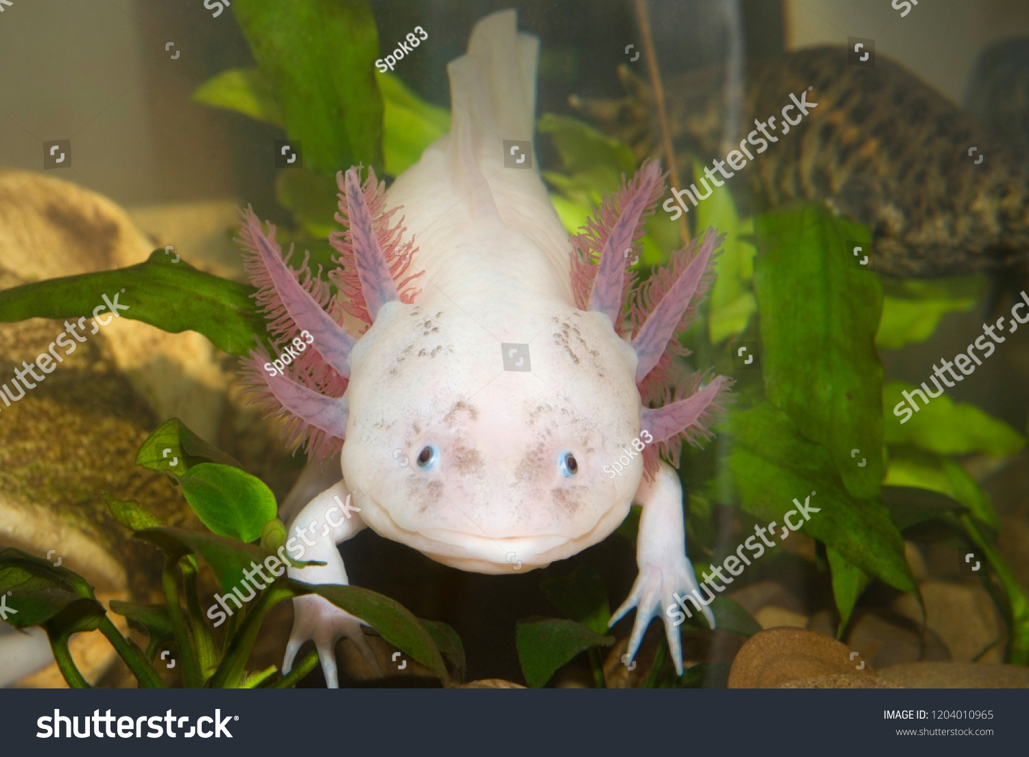 604 Ambystoma Mexicanum Images, Stock Photos & Vectors | Shutterstock