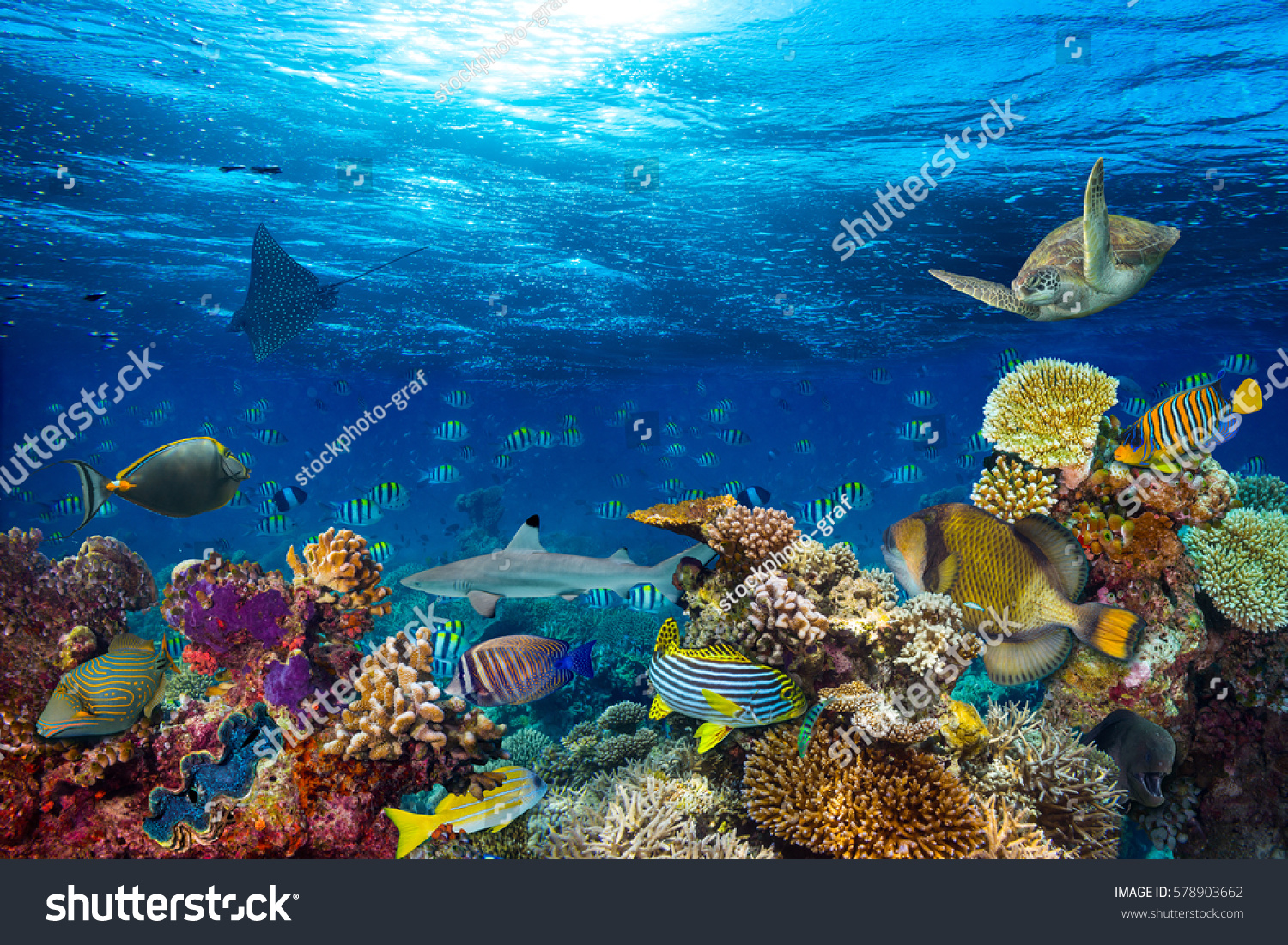 Aquatic-life Images, Stock Photos & Vectors | Shutterstock