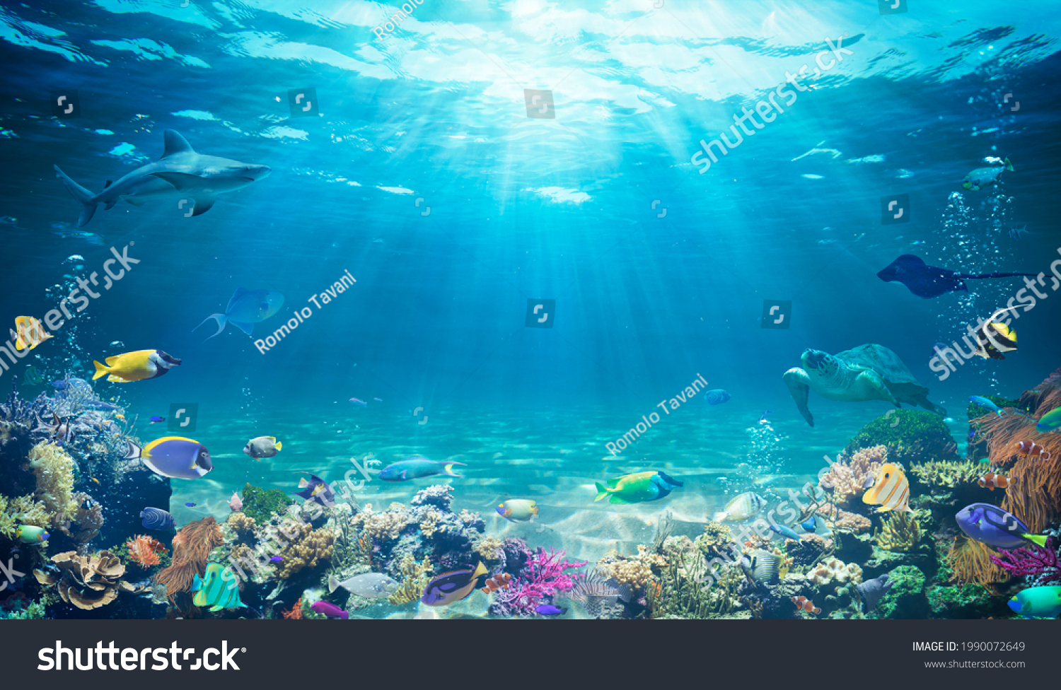 Underwater Diving Tropical Scene Sea Life Stock Photo 1990072649 ...