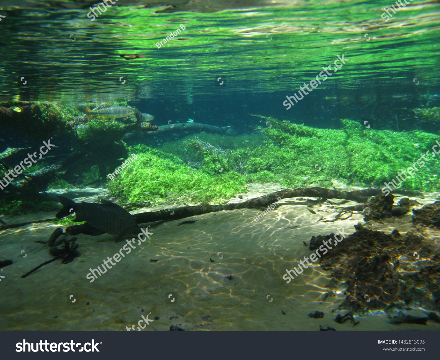 Underwater Fish Algae Amazon Basin Stock Photo Edit Now