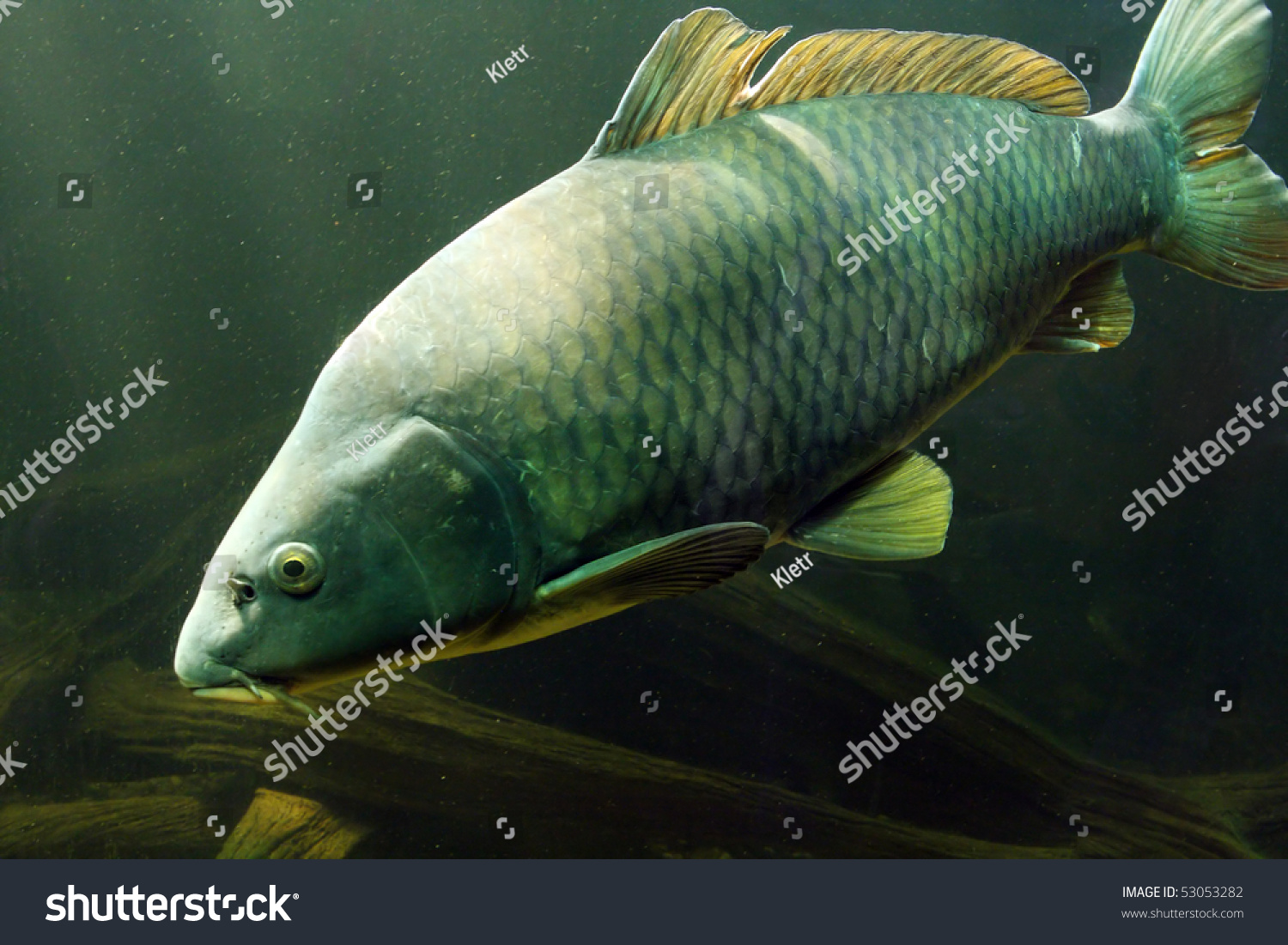 Underwater Photo Big Carp Cyprinus Carpio Stock Photo 53053282 ...